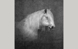 black and white square photograph Percheron